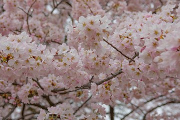 White Pink Cherry blossom branches on blurred background. Close view.