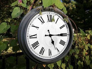 Morning Glory vines with a couple of pink purple buds cover black wrought iron fence and gently frame slightly rusty clock with Roman numerals set at 5:15 on warm serene cloudy day 