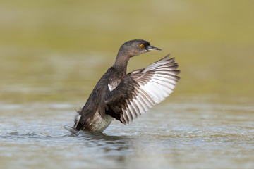Least Grebe (Tachybaptus dominicus), Rio Grande Valley Texas