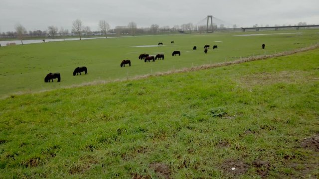 Scene of a group of black pony horses at the field eating the grass.