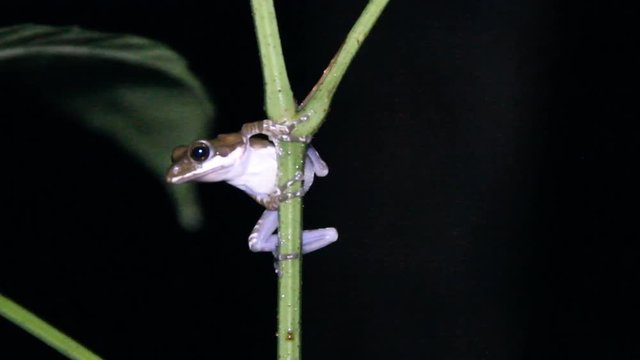 Whipping frog, montane hour-glass tree-frog. Sri Lanka, Haggala. Probably endemic species Taruga eques