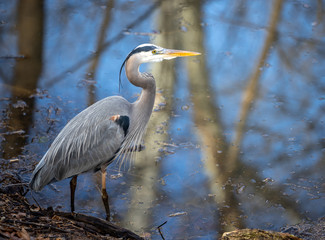 Blue Heron 3D