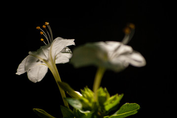 FLOR BLANCA ABIERTA EN LA NOCHE SOBRE UN FONDO OSCURO