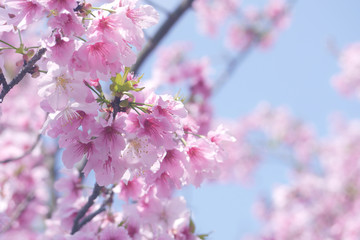 The beautiful pink cherry blossoms under the blue sky signal the coming of spring. (Prunus x yedoensis (Yoshino Cherry Tree)