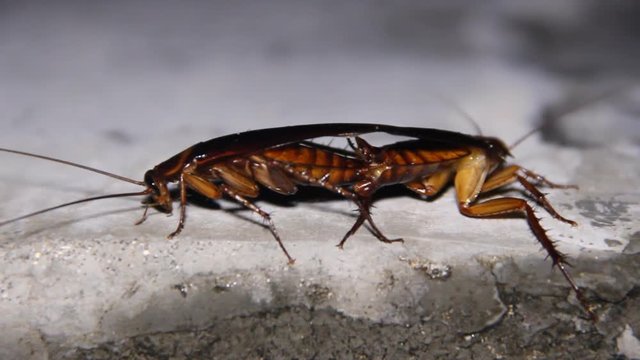 Copulating giant tropical cockroaches (flying insect). Possibly an invasive species from Periplaneta. In December comes the time of swarming. Sri Lanka