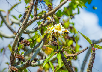 Fleur du frangipanier