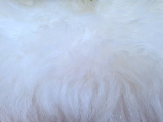 Abstract, Top view of cat fur texture, Fur background, soft hairy, Wool wallpaper concept