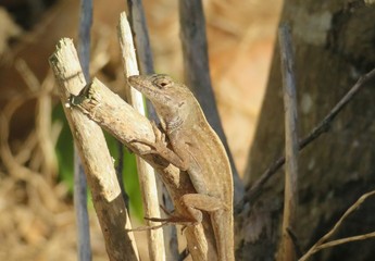 Tropical brown lizard on branch in Florida wild, closeup 