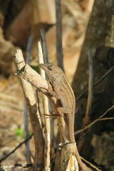 Tropical brown anole lizard on plant branch in Florida wild, closeup 