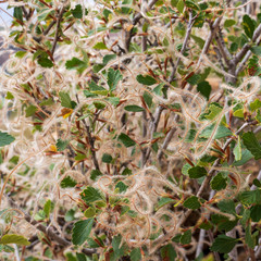 Mountain mahogany - Cercocarpus montanus