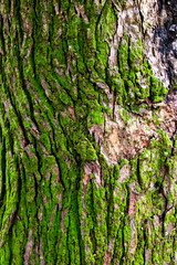 bark of a tree