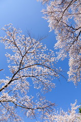 満開の桜、山梨県富士吉田市孝徳公園にて