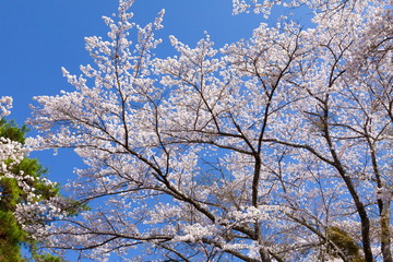 満開の桜、山梨県富士吉田市孝徳公園にて