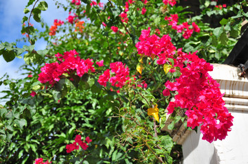 ブーゲンビリアと白い壁