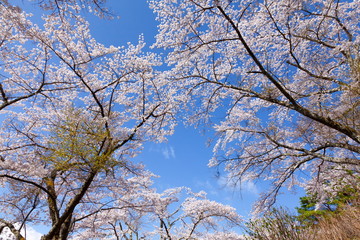 満開の桜、山梨県富士吉田市孝徳公園にて