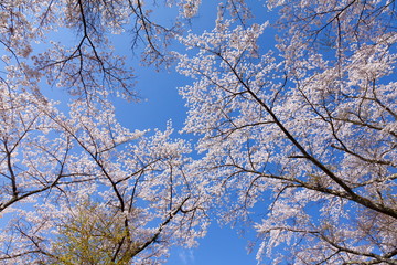 満開の桜、山梨県富士吉田市孝徳公園にて