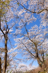満開の桜、山梨県富士吉田市孝徳公園にて