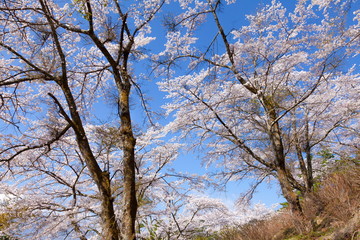 Fototapeta na wymiar 満開の桜、山梨県富士吉田市孝徳公園にて