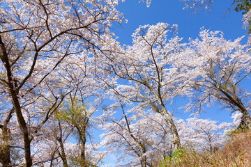 満開の桜、山梨県富士吉田市孝徳公園にて