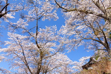 満開の桜、山梨県富士吉田市孝徳公園にて