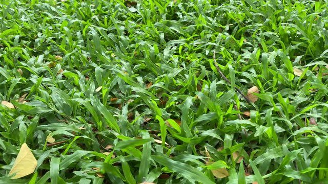 Green grass and dry leaves background panning shot in Thailand