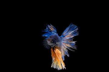 Moving Moment of Blue  Gold Metallic Half Moon Betta Splendens or Siamese Fighting Fish on Black Background