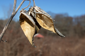 dried milkweed in field