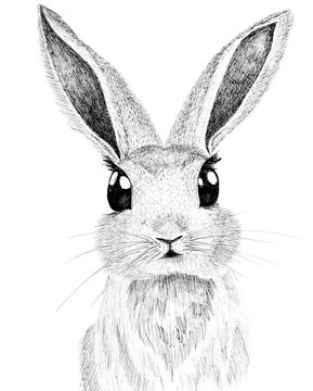 hand draw of a direct facial close up of a rabbit