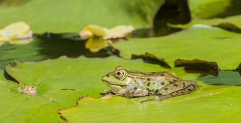 Frog sitting on Leave in Pond
