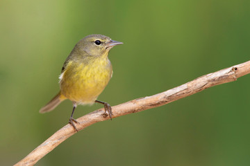 Obraz premium Orange crowned warbler at backyard home feeder