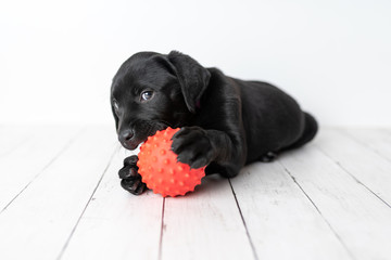 Black Labrador retriever puppy on a white background with a red ball