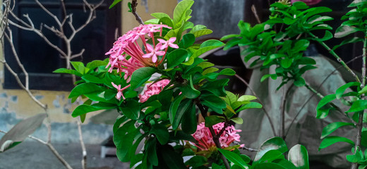 Pink flower of Asoka