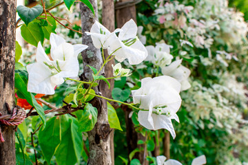 A view of white bougainvillae plant, flowers and leaves entwine another tree