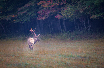 Autumn colors surround large male elk standing in meadow