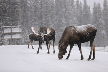 Fototapeta premium Deer/moose