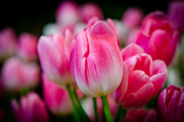 Tulip Flower