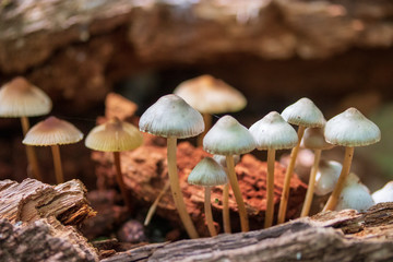 mushrooms in forest