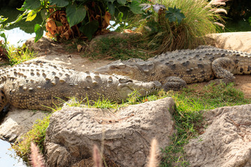 crocodile resting in the sunlight