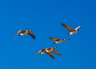 Four canadian geese migrating south