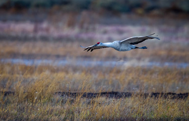 Graceful sandhill crane flies over Bosque del Apache.
