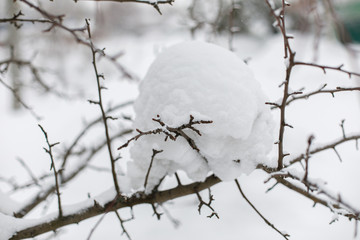 Tree branches covered with snow, winter background