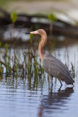 Reddish egret in breeding colors in Florida