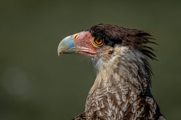 portrait of an eagle