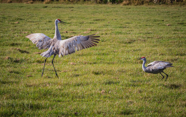 Sandhill crane pair do mating dance in FL