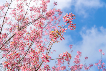 Beautiful pink cherry prunus cerasoides Wild Himalayan Cherry like sakusa flower blooming on blue sky background at north thailand , Chiang Mai ,Thailand.