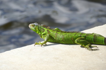 A green iguana by the bay near Fort Lauderdale Beach, Florida, U.S.A