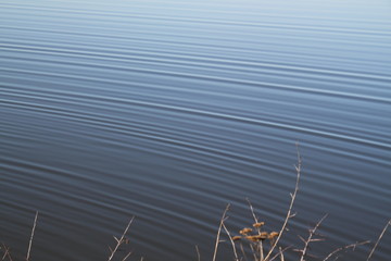 Fototapeta na wymiar Madine lake natural reeds landscape