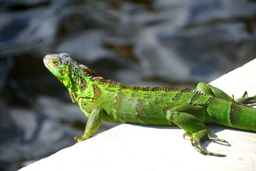 A green iguana by the bay near Fort Lauderdale Beach, Florida, U.S.A