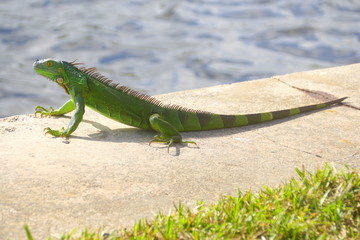 A green iguana by the bay near Fort Lauderdale Beach, Florida, U.S.A
