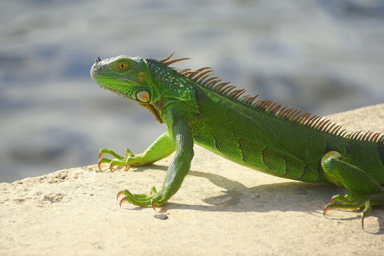 A green iguana by the bay near Fort Lauderdale Beach, Florida, U.S.A
